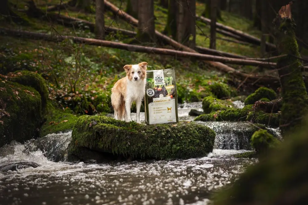 Ein beige-weißer Hund steht auf einem moosbedeckten Felsen in einem fließenden Bach inmitten eines dichten Waldes. Neben dem Hund steht eine Verpackung PawPrint Trockenfutter von Wildes Land, Sorte Kürbis & Karotte.