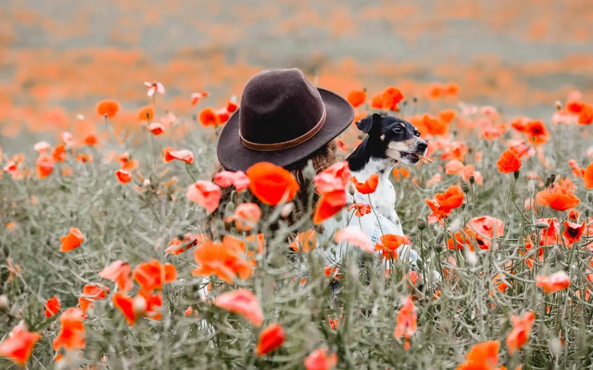 Hund und Person sitzen in einem Feld voller Mohnblumen und blicken in die Ferne.