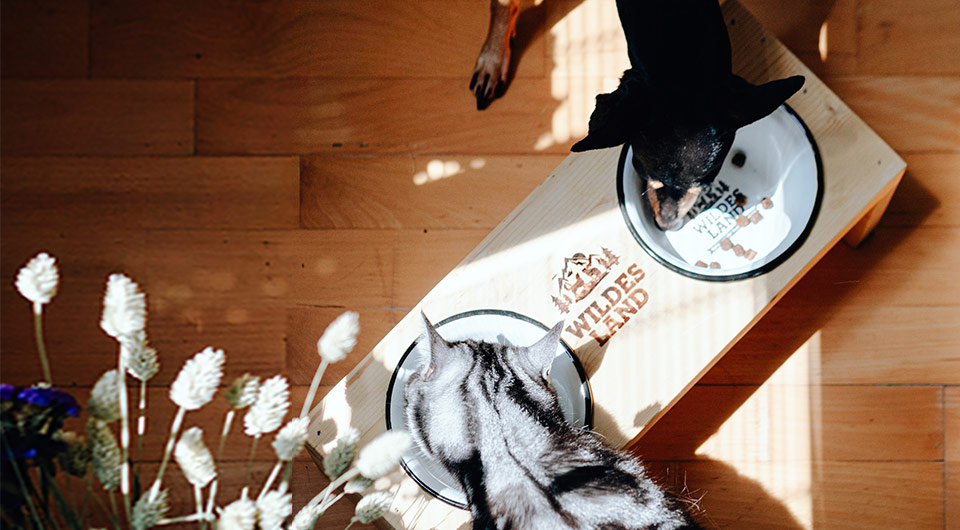 Hund und Katze fressen am Wildes Land Futternapf