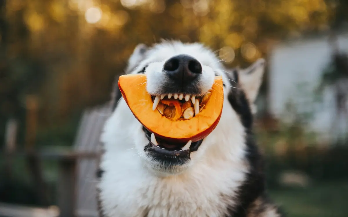 Hund hält ein großes Stück Kürbis im Maul und blickt fröhlich in die Kamera.