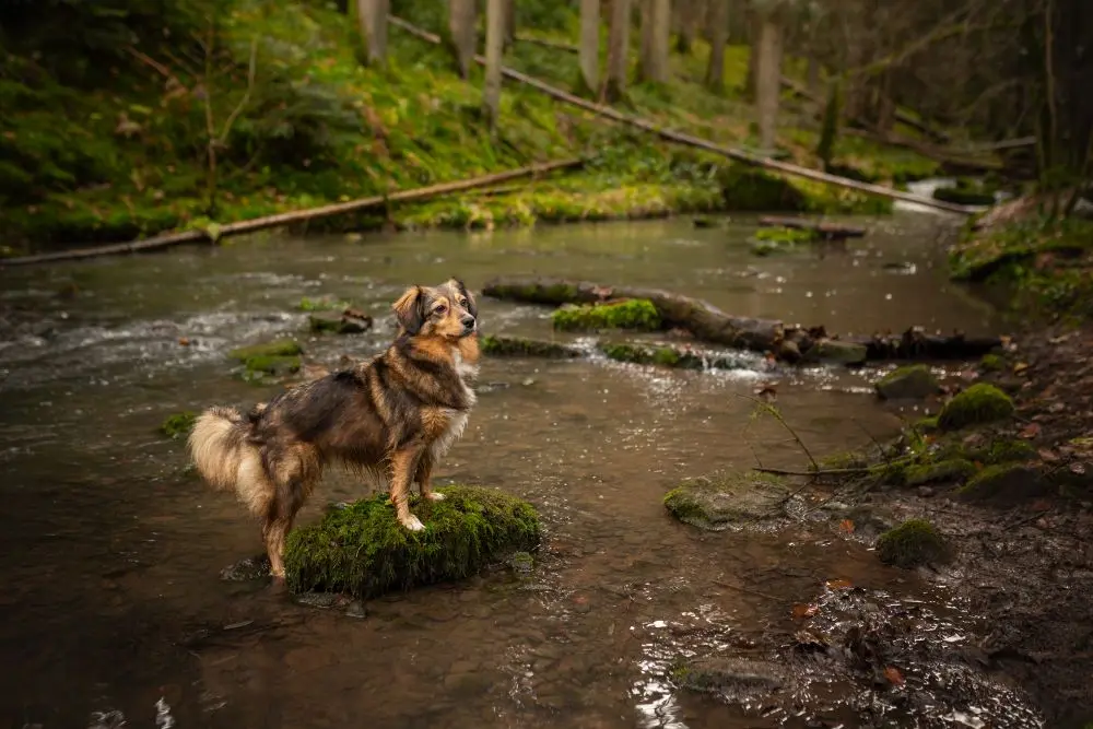 Ein brauner Hund steht auf einem Stein in einem Fluß.