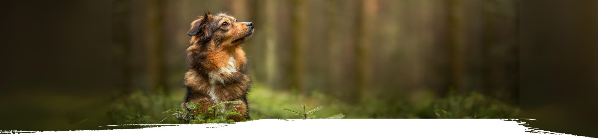 Kleiner Hund steht auf einem Baumstamm im Wald