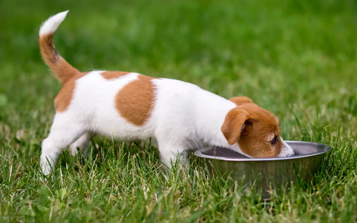 Welpe frisst aus einem Napf auf einer Wiese.