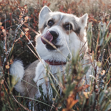 A dog with tan and white fur sits in tall grass and wild plants, licking its nose with its tongue. The scene is warmly lit, giving a natural, outdoor feel.
