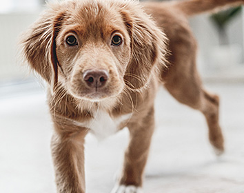 A young brown puppy with a white chest and paws walks indoors towards the camera, looking curious and alert, with its tail raised and ears slightly tousled.