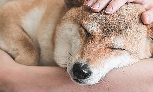 A close-up photograph of a Shiba Inu dog with a soft, golden-brown coat and white markings on its face can be seen peacefully sleeping in a person's arms. The dog's eyes are closed, its black nose is slightly moist, and its ears are gently folded back in a relaxed position. A person's hand can be seen resting on the dog's head, stroking it gently, while the dog’s head is nestled comfortably on the person's arm. The scene conveys warmth, care, and a deep bond between the pet and its owner.