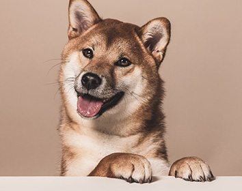 A happy Shiba Inu dog with its front paws resting on a surface, looking forward with its mouth open and tongue slightly out.