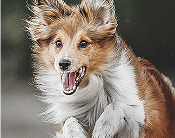 A lively brown and white dog runs towards the camera with its mouth open in excitement, ears flying back, and fur flowing as it moves quickly outdoors.
