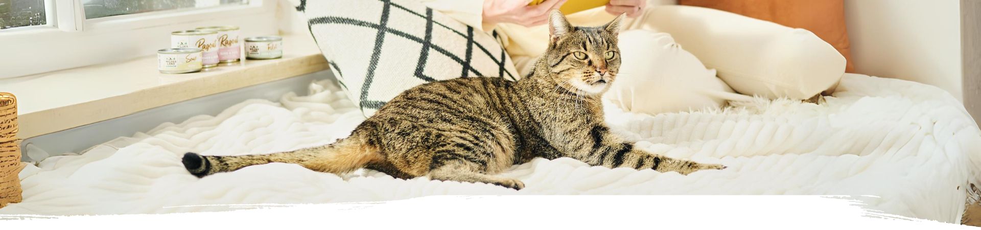 Katze liegt entspannt auf einer weißen Couch neben ihrem Frauchen