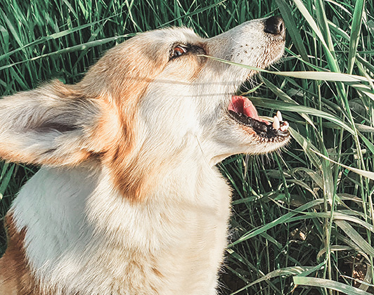 A corgi with tan and white fur stands in tall grass, head tilted upward with its mouth open, as if its going to eat the grass.