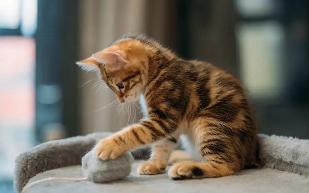 Kleines Kätzchen sitzt auf einem Kratzbaum und spielt mit einem Katzenspielzeug