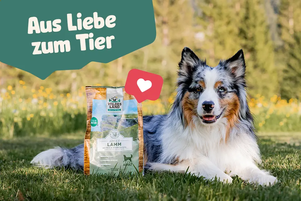 Hund liegt auf einer Wiese neben einer Packung Wildes Land Trockenfutter, mit dem Slogan ‚Aus Liebe zum Tier‘ im Hintergrund.