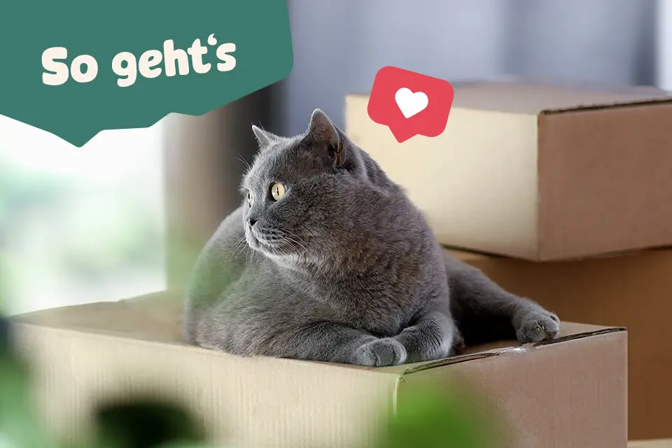 So geht's: Entdecke Schritt für Schritt, wie du das passende Wildes Land Futter für deine Katze bequem nach Hause bekommst!