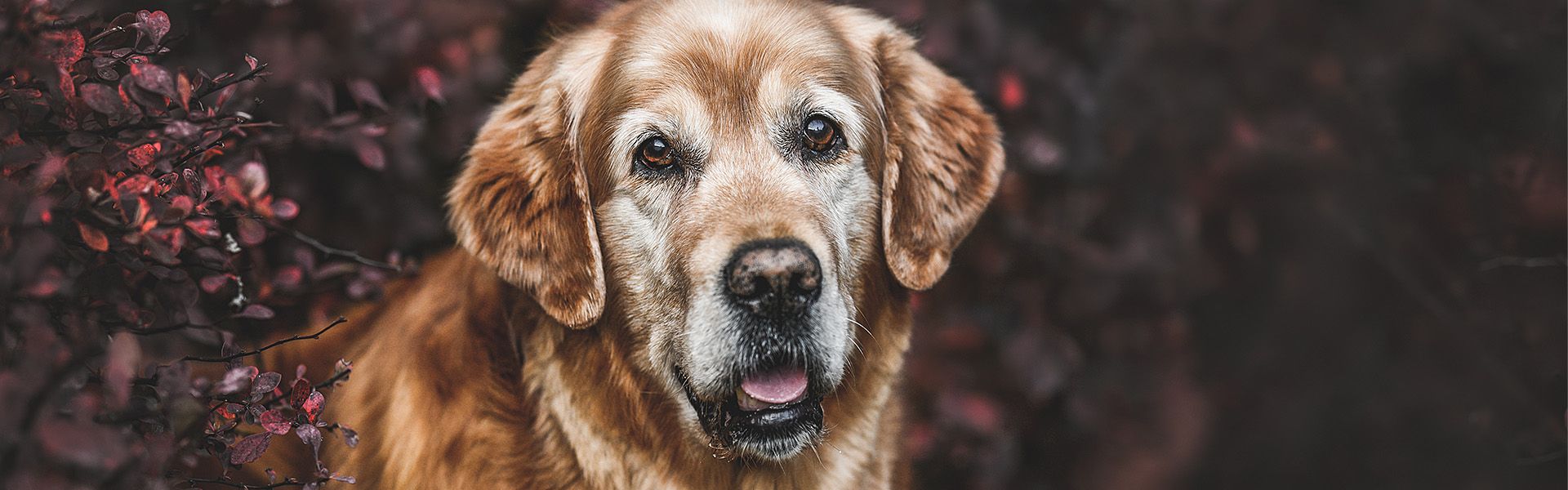 Feeding 2024 senior dogs