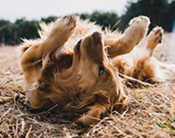 A golden retriever lies on its back, playfully rolling in dry grass on a sunny day outdoors.