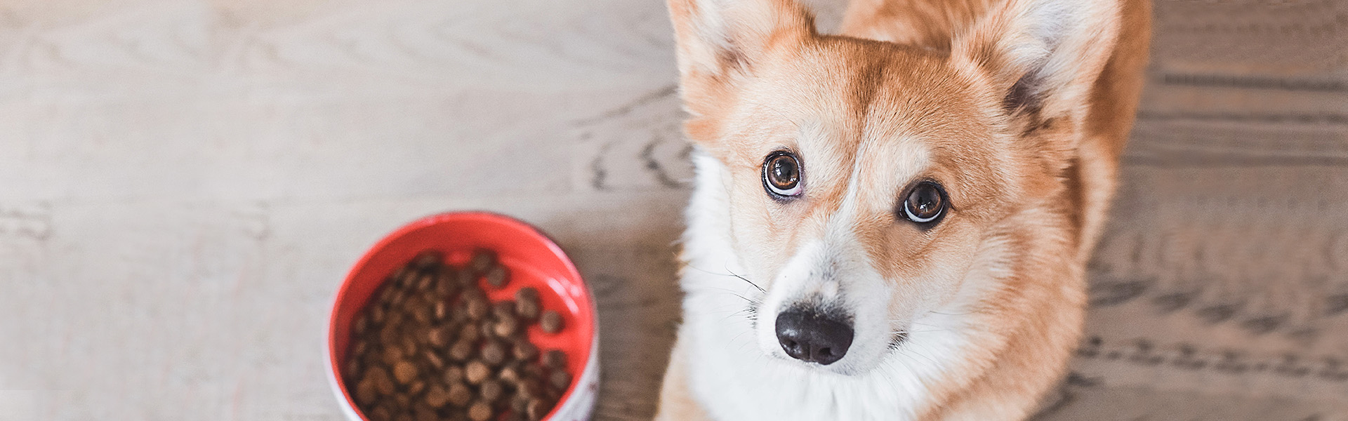 Feeding a shop fussy dog