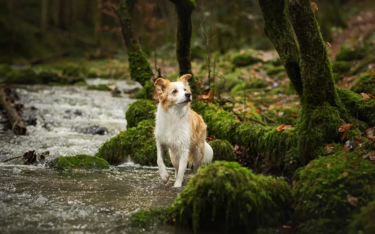 Hund sitzt im flachen Bachlauf in einem moosigen Wald.