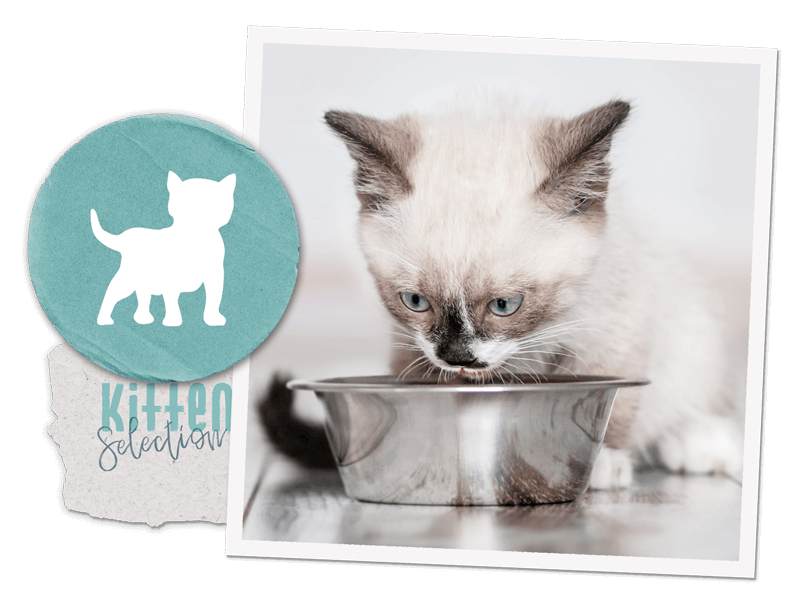 Selection Kitten