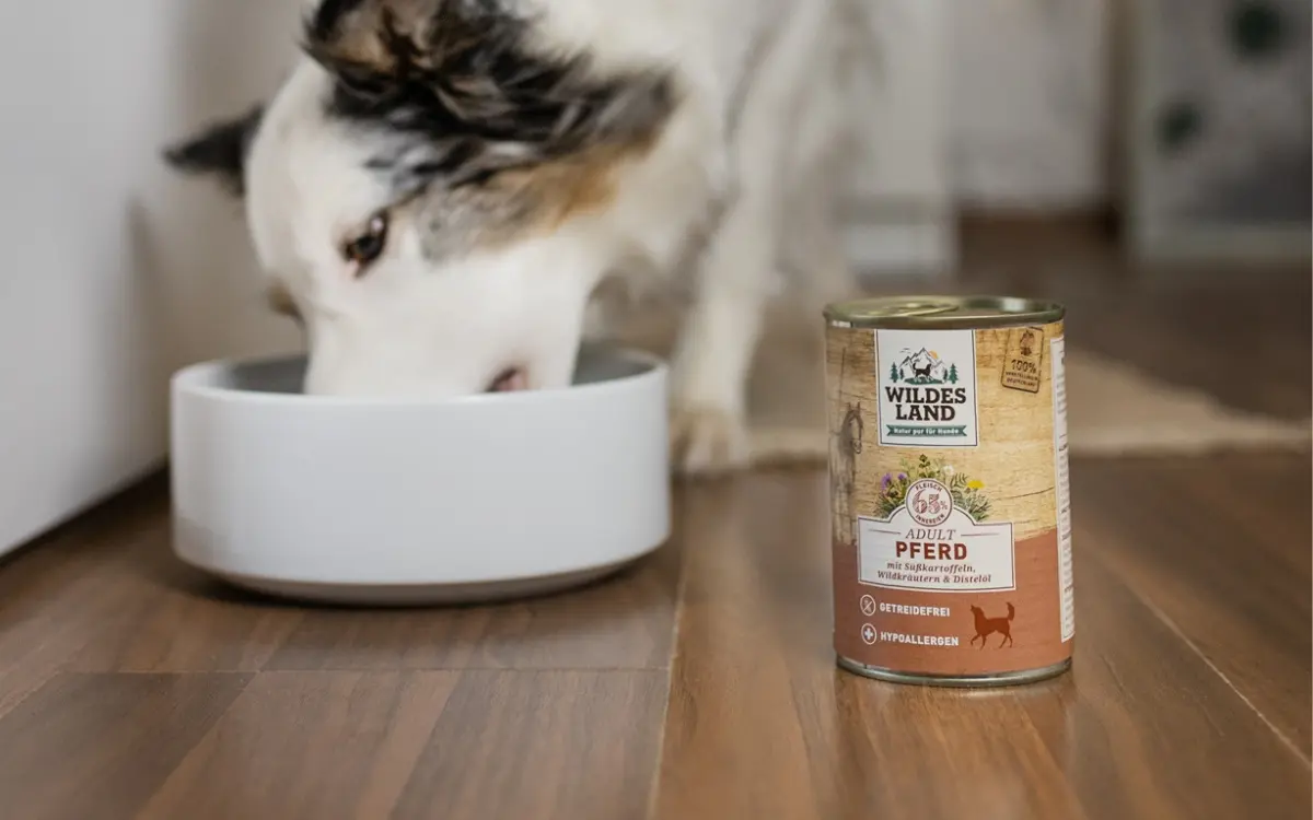 Hund frisst aus einem Napf, daneben steht eine Wildes-Land-Nassfutterdose.