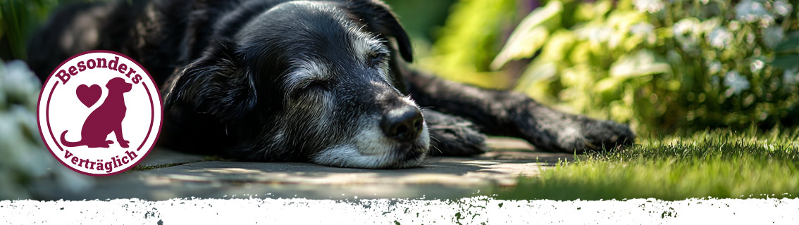 Menüs für Senioren