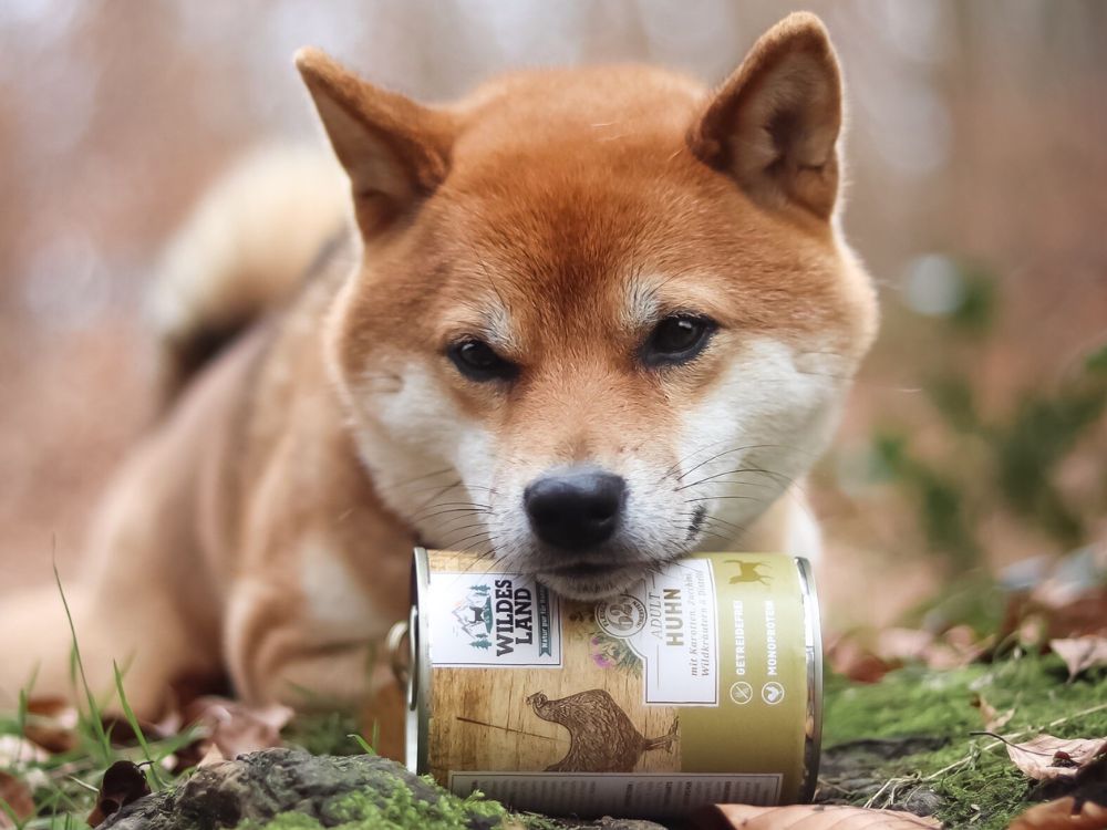 Ein großer, hellbrauner Hund liegt im Gras vor einer Packung „Wildes Land“-Hundefutter Rind. Die Szene betont die Natürlichkeit und Qualität des Rind Hundefutters.