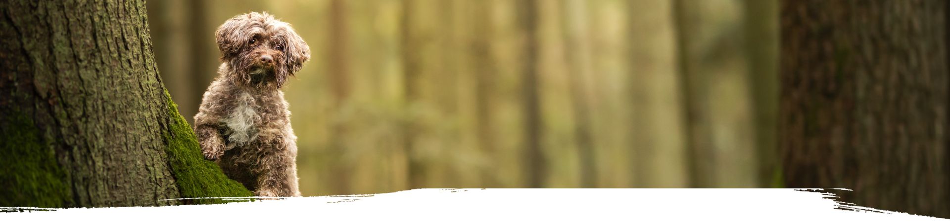 Kleiner Hund steht auf einem Baumstamm im Wald