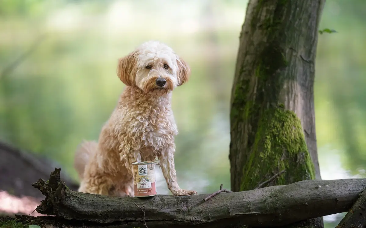 Hund steht auf einem Baumstamm im Wald und schaut nach vorn, neben ihm steht eine Dose Wildes Land.
