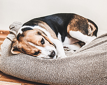 A tricolour beagle is curled up on a soft grey blanket, lying on a wooden floor indoors. The dog appears unwell and slightly sleepy, resting its head gently on the blanket.