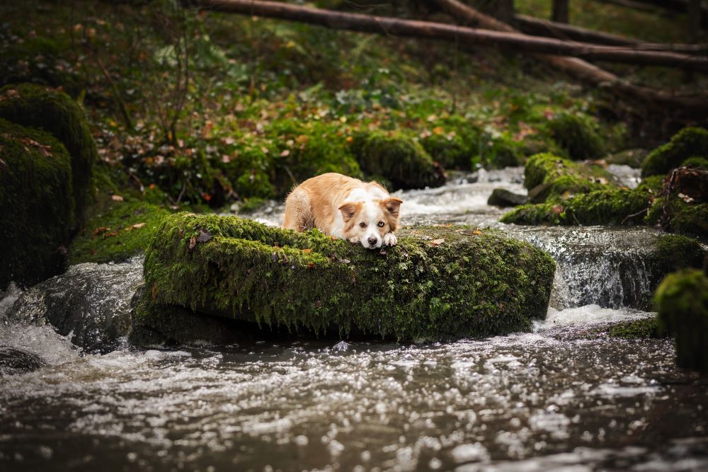 Boarder Collie liegt auf einem Stein am Fluß