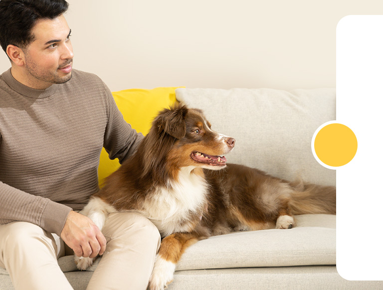 Ein Mann sitzt auf einem Sofa neben einem entspannten braun-weißen Hund, der aufmerksam zur Seite schaut. Die Szene zeigt das Wohlbefinden des Hundes, das durch die VetLine Care Produkte – funktionale Snacks und Schonkost – unterstützt wird, die speziell auf die Bedürfnisse von Hunden abgestimmt sind.