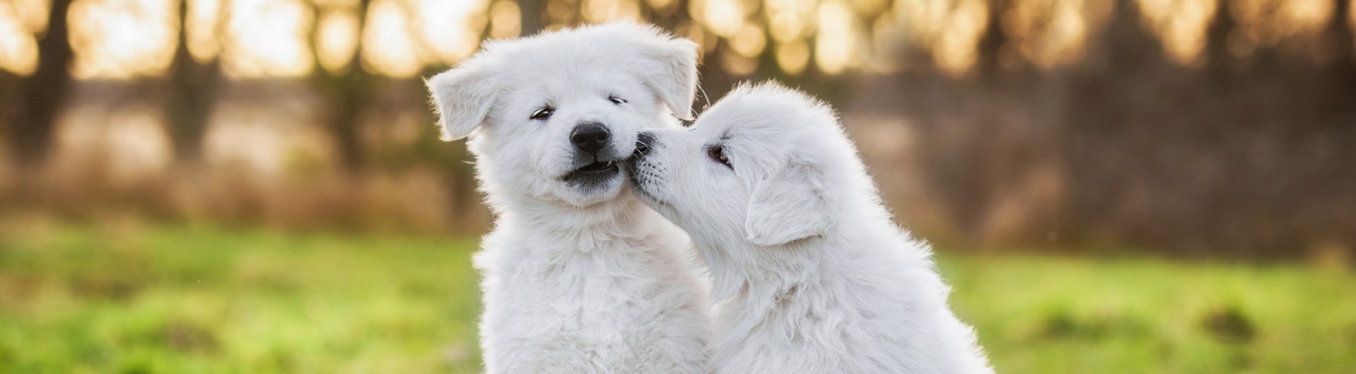 Kommunikation von Wolf und Hunden