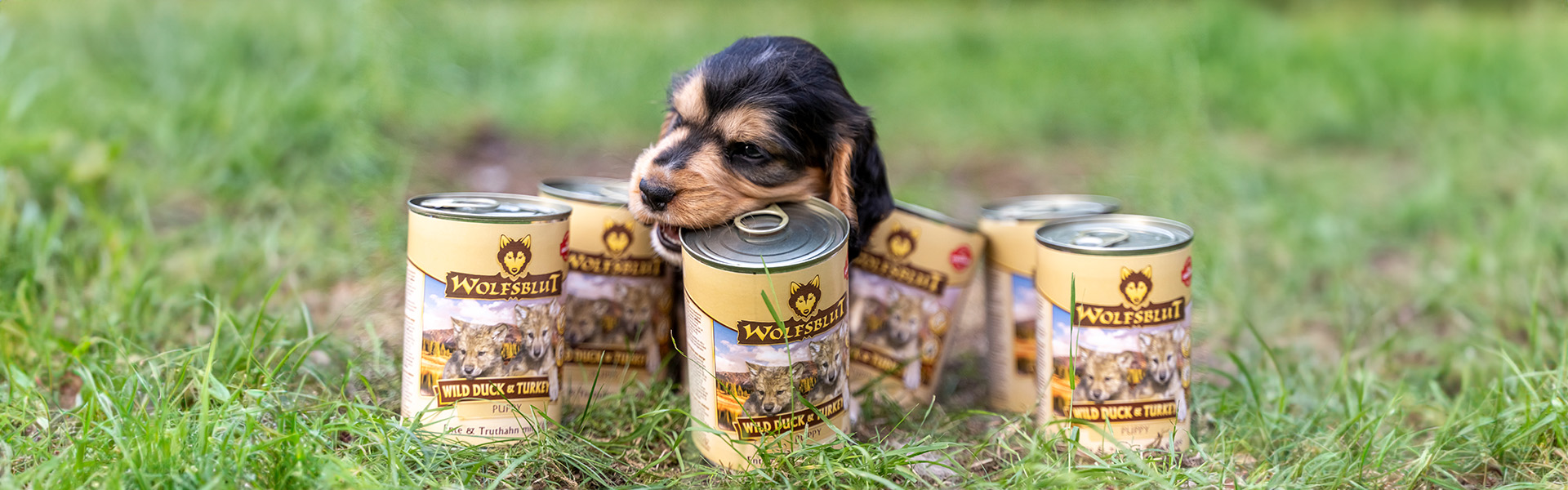 Wolfsblut Nassfutter für Welpen