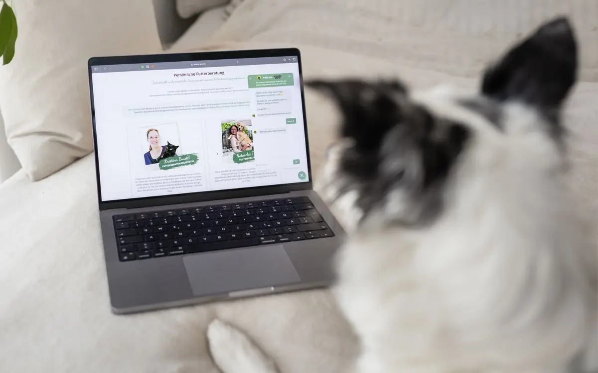 Hund sitzt vor einem Laptop und blickt auf eine geöffnete Wildes-Land-Website.