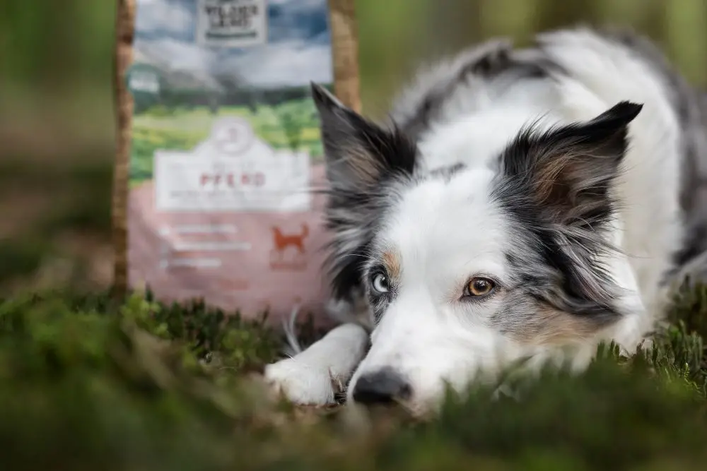 Ein großer, schwarz-brauner Hund liegt im Gras vor einer Packung „Wildes Land“-Hundefutter Pferd, während rosa Blüten den Hintergrund schmücken. Die Szene betont die Natürlichkeit und Qualität des hypoallergenen Futters.
