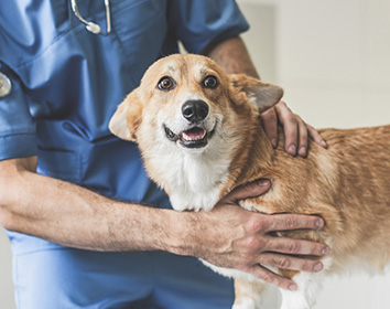 A smiling dog being gently held by a veterinarian wearing blue scrubs during a check-up.