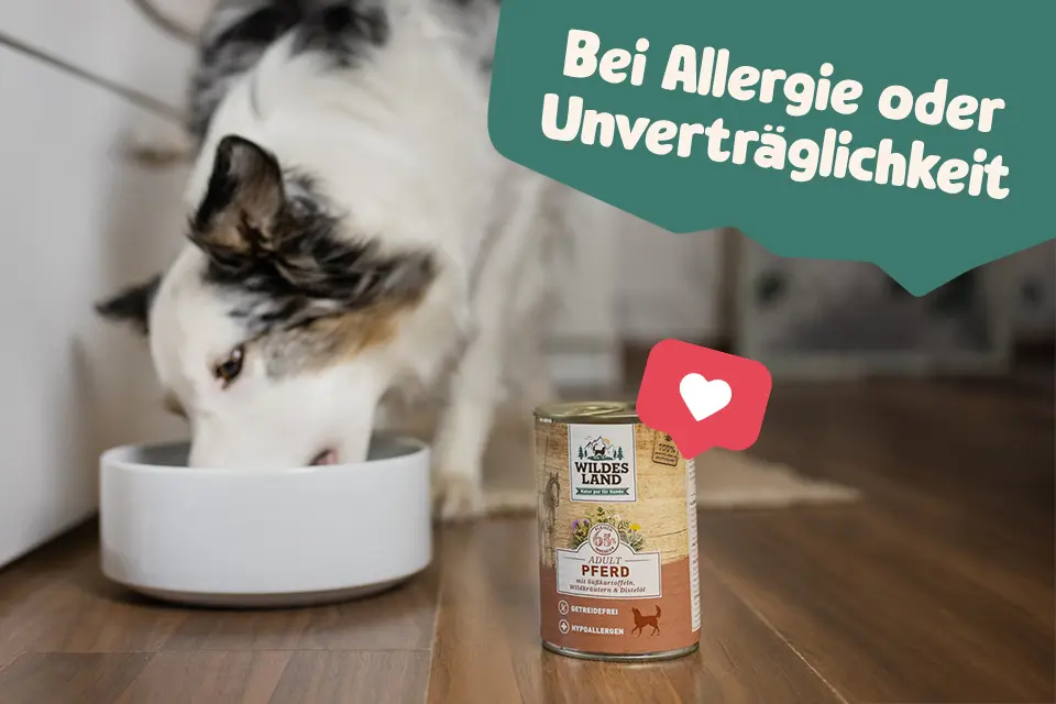 Hund frisst aus einem Napf, daneben Wildes Land Nassfutter. Text: 'Bei Allergien oder Unverträglichkeit'