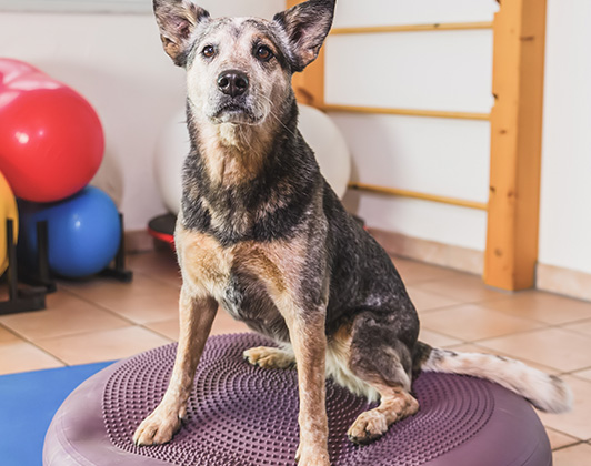 A senior black and tan dog sitting on a purple balance cushion with exercise equipment in the background.