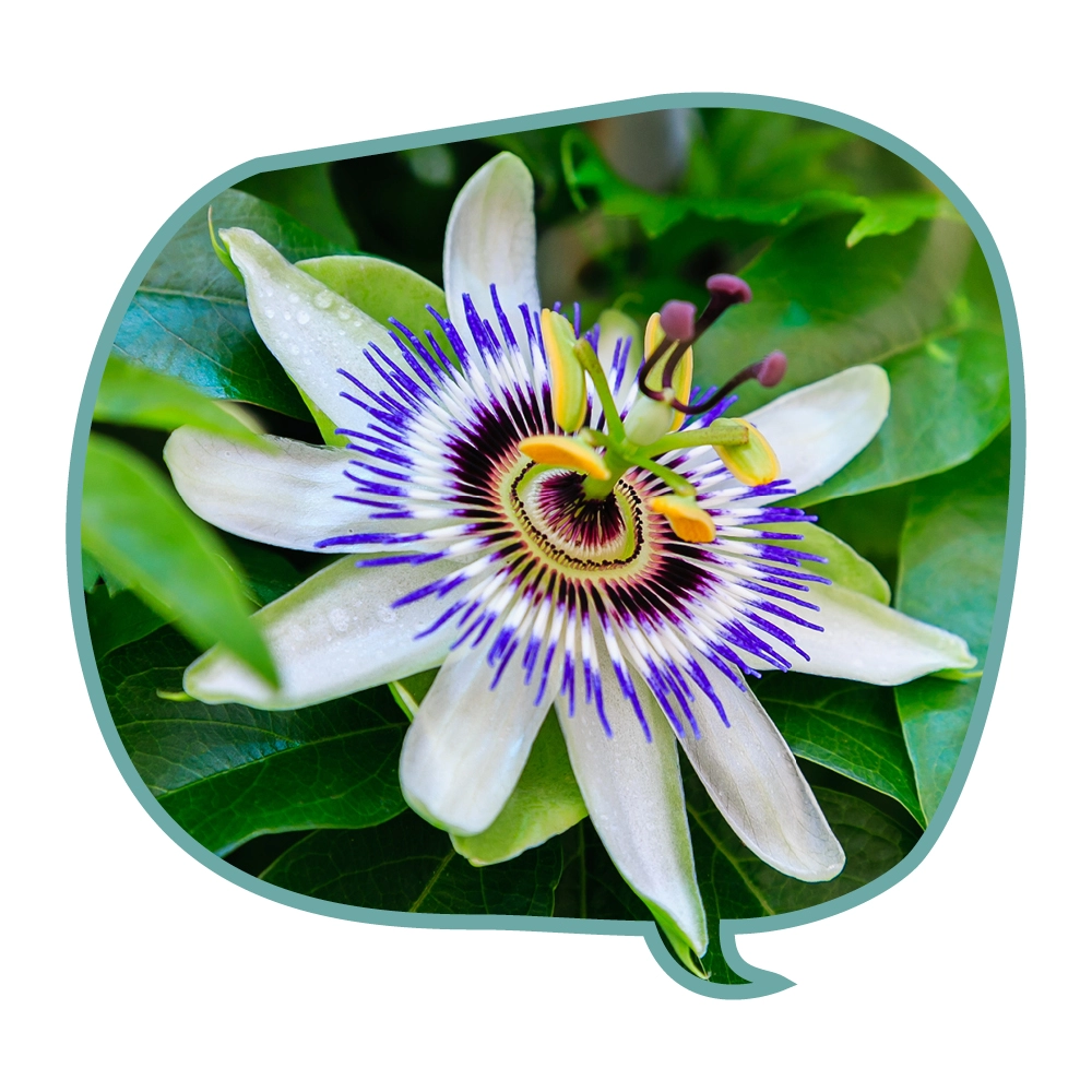 Passionsblume in voller Blüte in einer Sprechblase. Die Passionsblume kann beruhigend wirken und ist ideal für einen Anti-Stress-Hund.