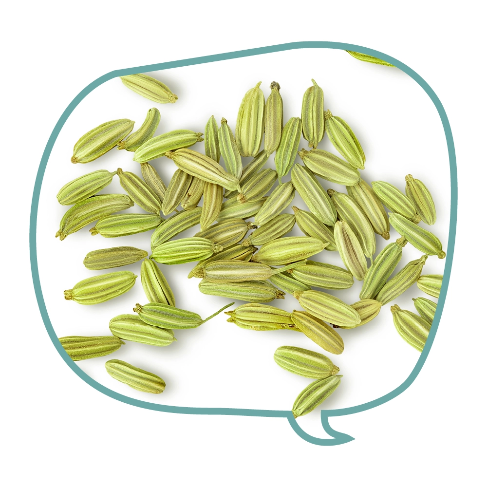 Grüne Fenchelsamen auf weißem Hintergrund, umrandet von einer Sprechblase. Fenchel kann die Verdauung unterstützen und hilft Hunden bei Magen-Darm-Problemen.