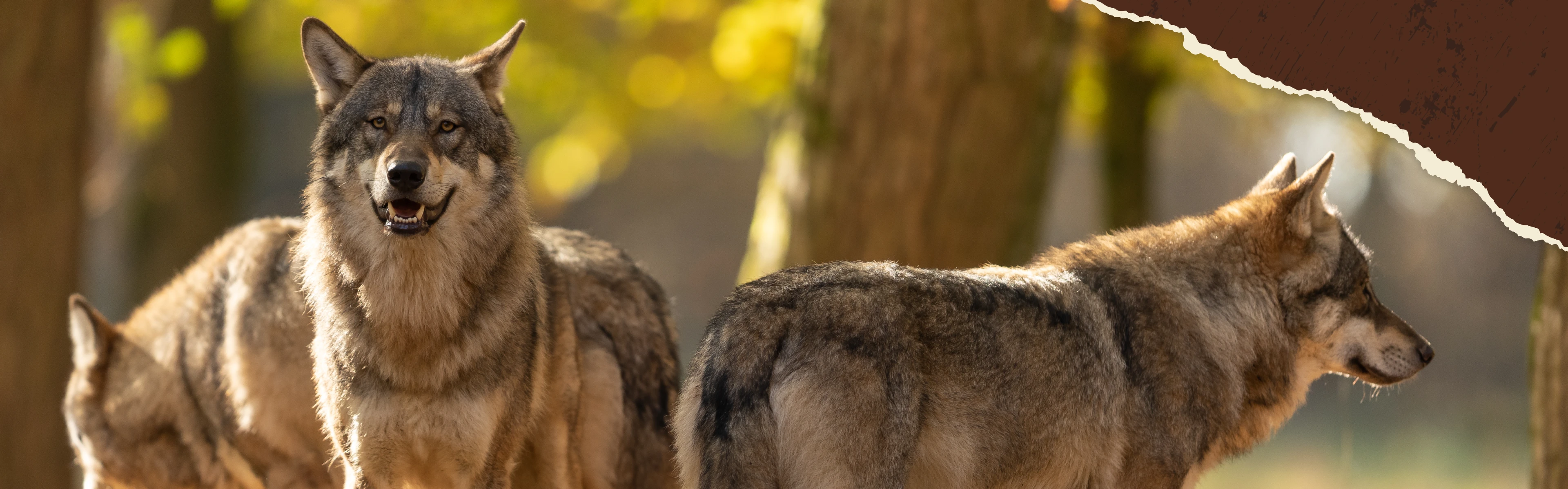 Hund liegt auf dem Boden vor einem vollen Napf mit Trockenfutter