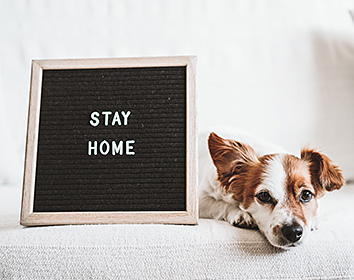 A small brown and white dog lies on a light-coloured sofa beside a framed letter board that reads “STAY HOME” in white letters. The dog looks relaxed, resting its head on the cushion.