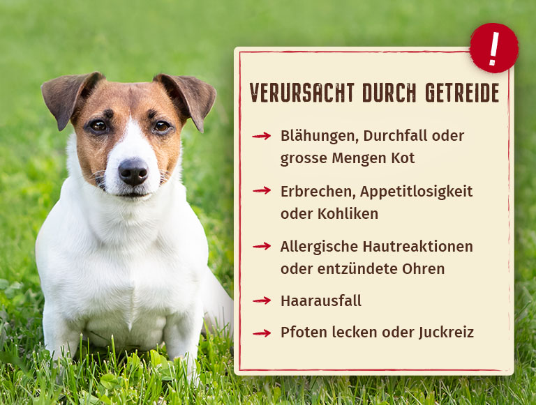 Gesundheitliche Probleme beim Hund verursacht durch Getreide
