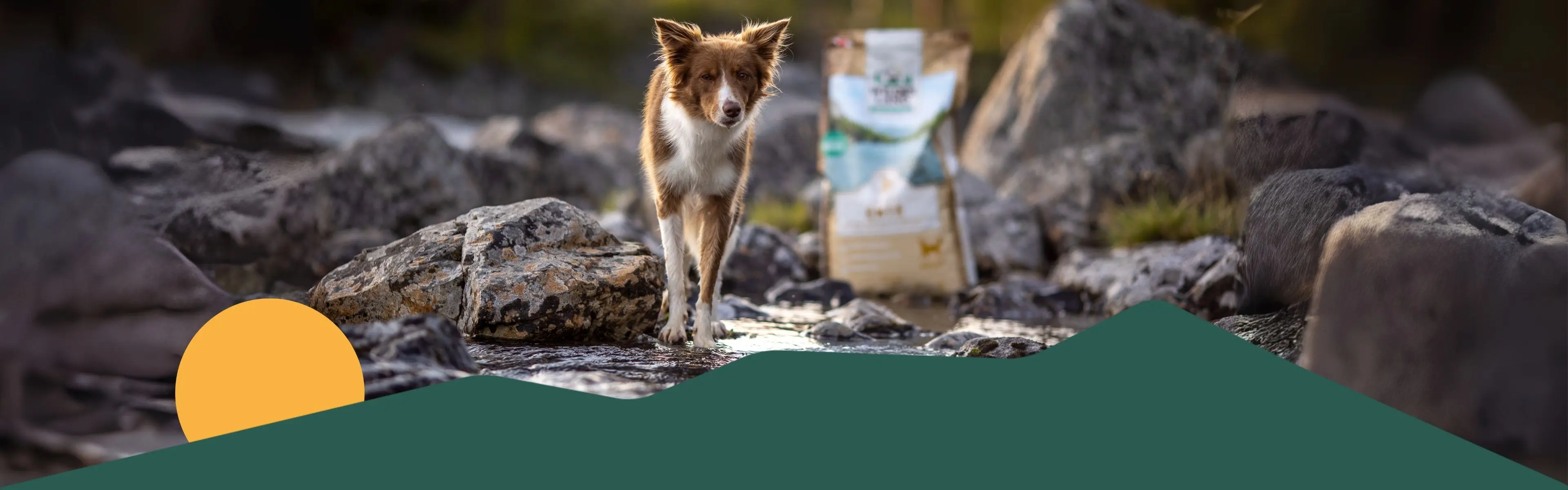 Hund steht im Wasser und springt fröhlich in die Luft mit den Vorderpfoten.