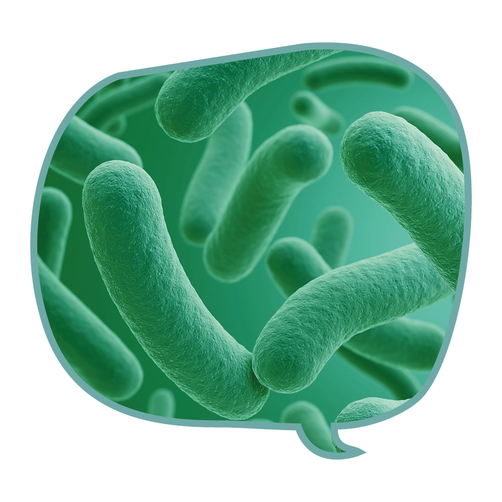Mikroskopische Darstellung von Postbiotika und Ballaststoffen in einer Sprechblase. Sie fördern eine gesunde Darmflora und helfen Hunden bei Magen-Darm-Problemen.