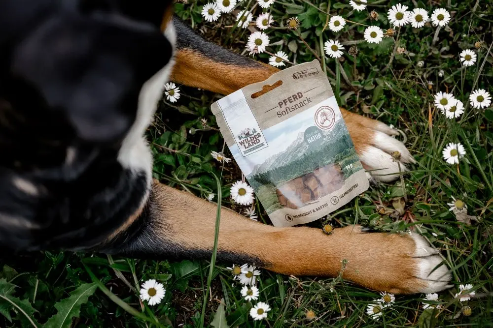 Eine Frau kniet im Wald und hält eine Packung „Wildes Land“-Hundefutter Pferd, während ein kleiner Hund aufmerksam daneben sitzt. Die Szene betont die Natürlichkeit und Qualität des Futters.