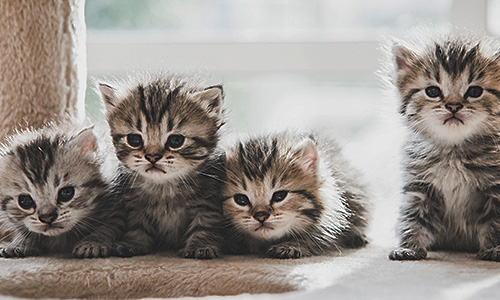 Four fluffy tabby kittens with striped fur and big eyes are sitting closely together on a soft beige surface, looking curiously at the camera. They appear young and attentive, with their tiny ears perked up. A blurred window in the background suggests natural lighting.