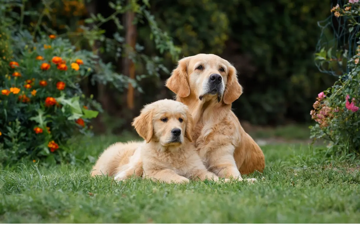 Zwei Golden-Retriever sitzen im Garten zwischen Blumen, ein Welpe und seine Hundemama.
