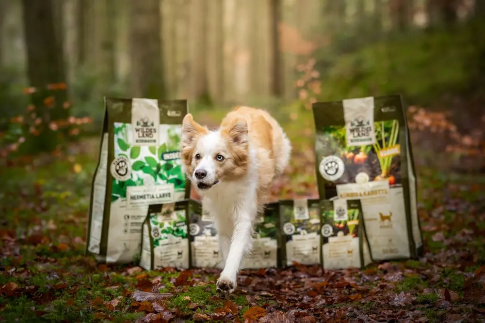 Ein mittelgroßer Hund mit weißem und beigem Fell läuft durch einen herbstlichen Wald. Im Hintergrund stehen mehrere Verpackungen von PawPrint Hundetrockenfutter von Wildes Land, von Animal Welfare über Veggie bis hin zu Insect.
