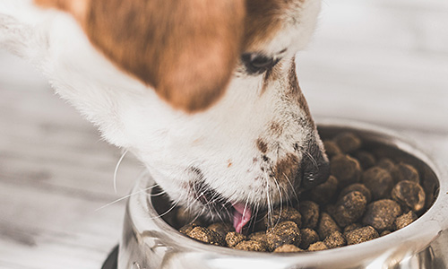 A close-up photograph of a Jack Russell dog with white and brown fur eating dry kibble from a shiny stainless steel bowl. The dog's muzzle is lowered into the bowl, and its pink tongue is slightly visible as it picks up pieces of kibble. The kibble is dark brown in colour and fills the bowl. The dog's nose and whiskers are in focus. The background is blurred with a neutral, light-coloured surface.