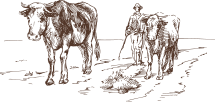 Illustration Mann mit zwei Kühen auf dem Acker